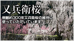 樹齢約300年又兵衛桜の維持に使用|又兵衛桜